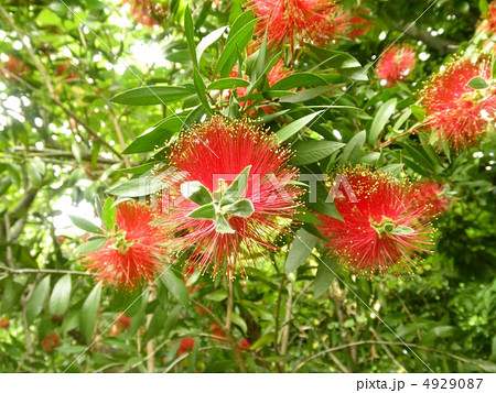 合歓（ネム）の木　Calliandra Eriophylla　花言葉：歓喜 4929087