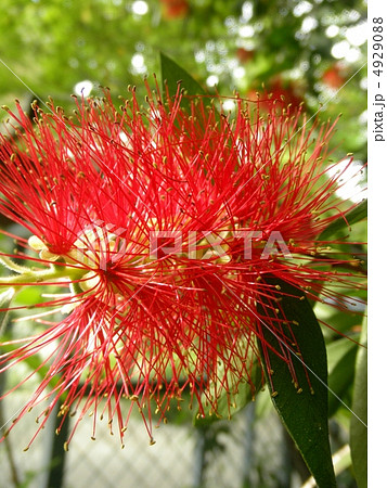 合歓 ネム の木 Calliandra Eriophylla 花言葉 歓喜の写真素材