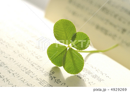 四ツ葉のクローバー 4929269