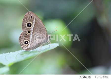 ヒメジャノメ ヒメジャノメ 4929360