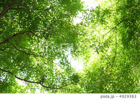 カエデ新緑 4929363