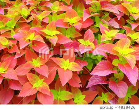 コリウス マーティ の写真素材