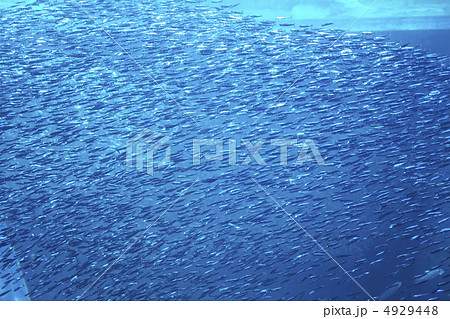 いわしの群れ 4929448