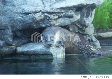 アザラシ アザラシ 4929449