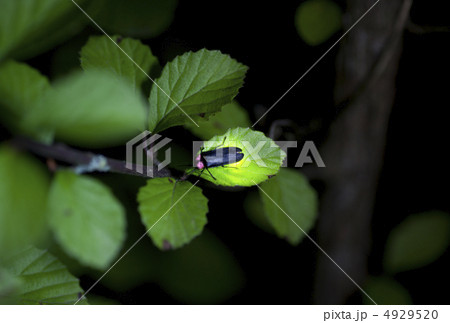 ゲンジボタルの光 4929520