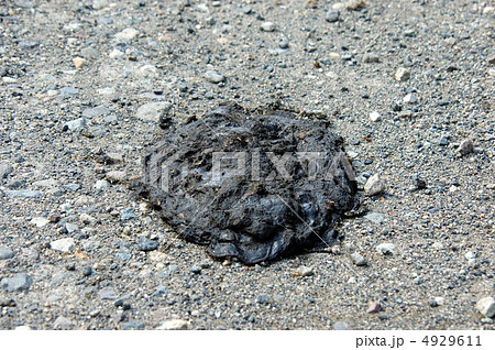 林道の熊の糞の写真素材