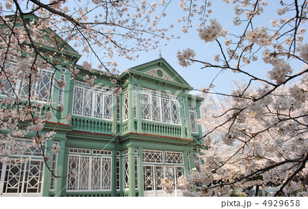 旧ハンター住宅と桜 王子動物園内の異人館 の写真素材