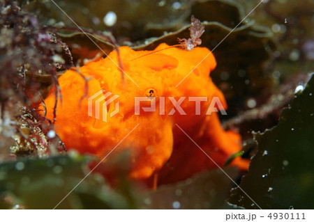 オオモンカエルアンコウ 4930111