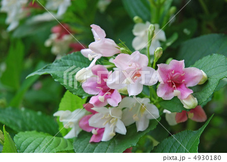 ハコネウツギの花 4930180