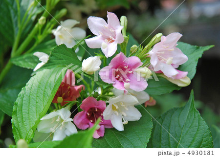 ハコネウツギの花 ハコネウツギの花 4930181