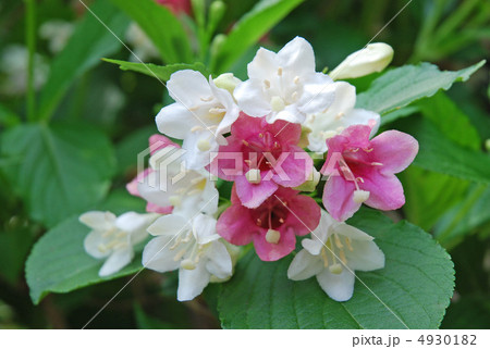 ハコネウツギの花 4930182