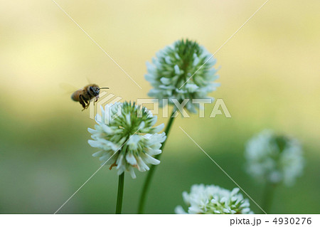 ハチとシロツメクサ 4930276