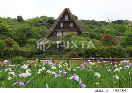 宮地嶽神社の花菖蒲 宮地嶽神社の花菖蒲 4930344