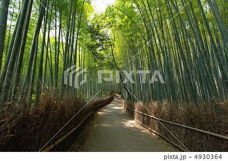 竹林の小径 竹林の小径 4930364