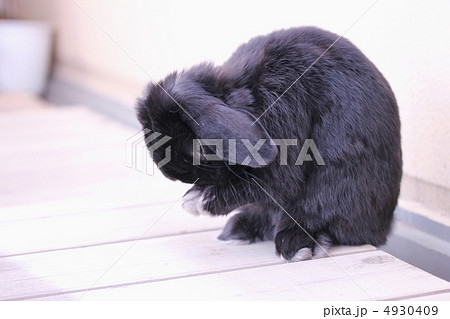 ホーランドロップ ホーランドロップ 4930409