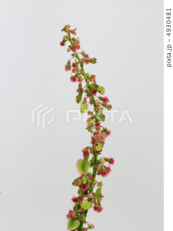 スイバの花穂 4930481