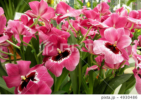 蘭(ラン) ミルトニア 花言葉:愛の訪れ Miltonia 蘭(ラン) ミルトニア 花言葉:愛の訪れ Miltonia 4930486