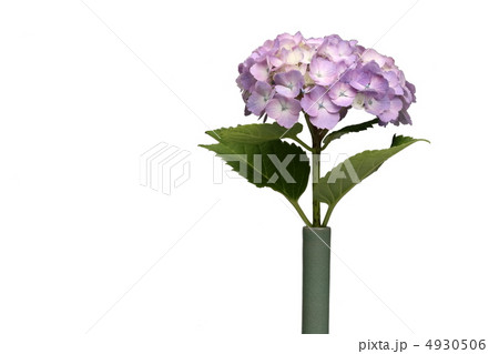 紫陽花と花瓶 4930506