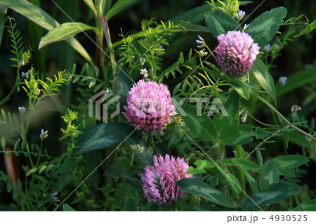 アカツメクサ アカツメクサ 4930525