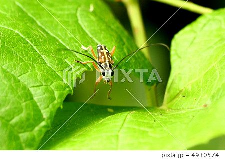 シラホシカミキリ 4930574