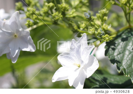 紫陽花 4930628