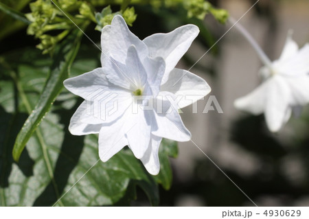 紫陽花 4930629