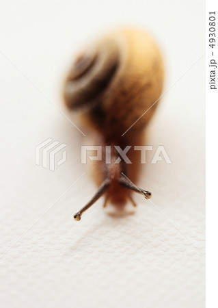 カタツムリ カタツムリ 4930801