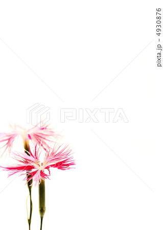 カワラナデシコ 4930876