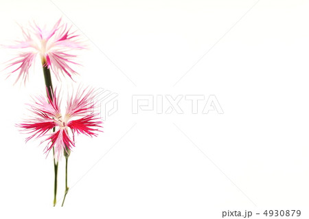 カワラナデシコ 4930879