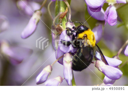 クマバチ クマバチ 4930891