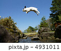 うさぎのジャンプ 4931011