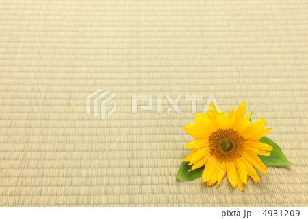 一輪のひまわりと畳 一輪のひまわりと畳 4931209