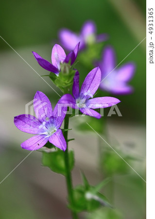 キキョウソウ 4931365