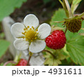 ワイルドストロベリーの花と実 4931611