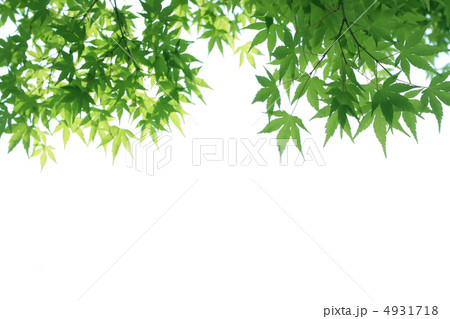 新緑 4931718