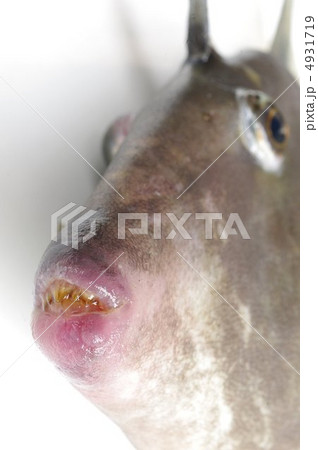 ウマズラハギの口吻 ウマズラハギの口吻 4931719