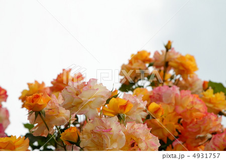 薔薇 サハラ 薔薇 サハラ 4931757