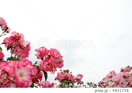 薔薇　クンバヤ 4931758