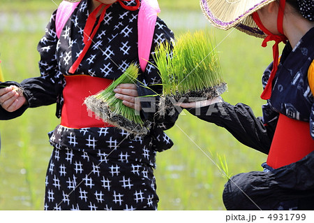 花田植　苗を持つ早乙女 4931799