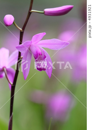 紫蘭 紫蘭 4931921