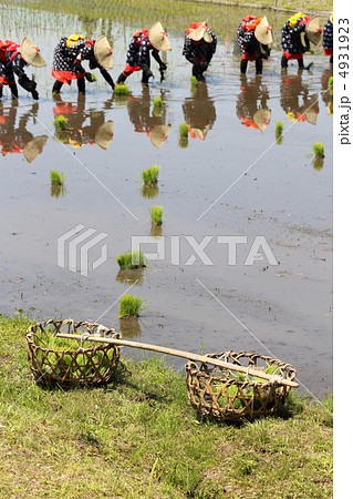 花田植 4931923