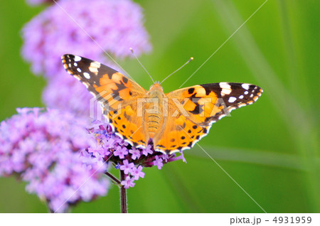 バーベナボナリエンシスとヒメアカタテハ バーベナボナリエンシスとヒメアカタテハ 4931959