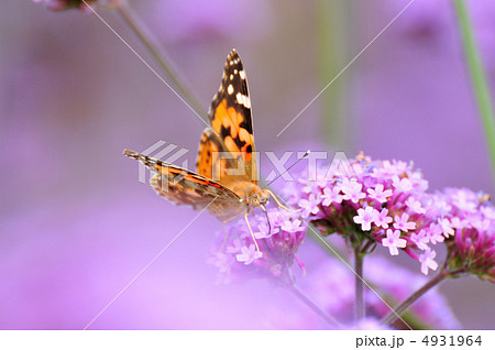 バーベナボナリエンシスとヒメアカタテハ バーベナボナリエンシスとヒメアカタテハ 4931964