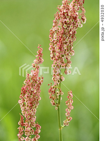 スイバの花穂 4932030