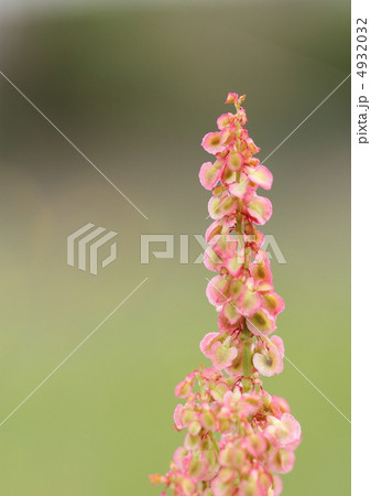 スイバの花穂 4932032