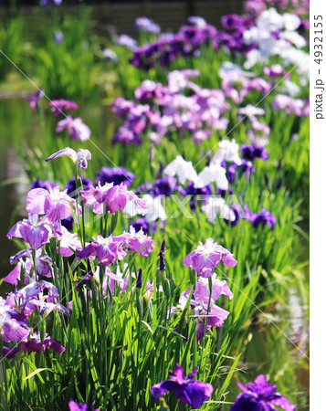 花菖蒲 4932155