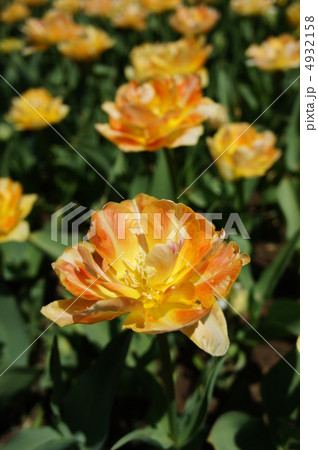 チューリップ　オレンジレディ 4932158