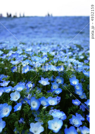 ネモフィラの丘 4932159