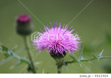 野アザミ 野アザミ 4932404