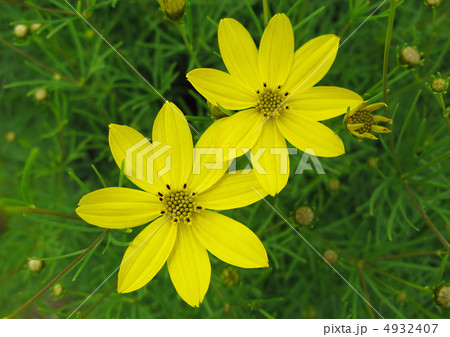 コレオプシス・ザグレブ 4932407